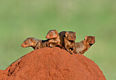 Dwarf Mongoose (Helogale parvula) group on termite mound, Tsavo East National Park, Kenya