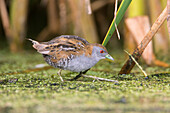 Baillonas Crake (Porzana pusilla) foraging, Victoria, Australia