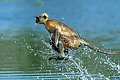 Hanuman Langur (Semnopithecus entellus) crossing a river, Rajasthan, India