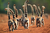 Kattas (Lemur catta) Truppe, auf unbefestigtem Weg, verwundbar, Berenty Privat-Reservat, Madagaskar