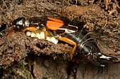 Common Earwig (Forficula auricularia) guarding eggs, Tonga, Oceania