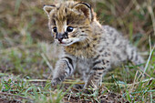 Serval (Leptailurus serval) kitten, two and a half week old orphan, Masai Mara Reserve, Kenya