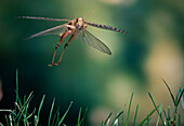 Desert Locust (Schistocerca gregaria) flying