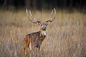 Axis Deer (Axis axis) buck in meadow with tall dry grass during rutting season, April, dry season, Bandhavgarh National Park, India