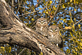 Spotted Owlet (Athene brama) pair perched on a branch, Keoladeo National Park, India