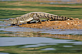 Mugger Crocodile (Crocodylus palustris) entering the river, Chambal River, Madhya Pradesh, India