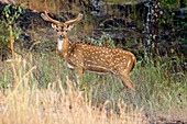 Chital (Axis axis) male, Kanha National Park, Madhya Pradesh, India