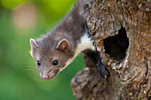 Beech Marten (Martes foina), Netherlands