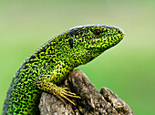 Sand Lizard (Lacerta agilis), Ukraine