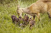 Chinese Water Deer (Hydropotes inermis) adult female, with four fawns, licking
