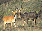 Barasingha (Cervus duvauceli) adult male and female