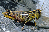 Tooth-legged Grasshopper (Arcyptera fusca) female on limestone rock, Causse Noir, Aveyron, France