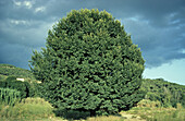 Smoothleaf Elm (Ulmus minor) habit, in summer