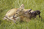 Chinese Water Deer (Hydropotes inermis) adult female, feeding on afterbirth, with newborn fawn, England