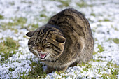 European Wild Cat (Felis silvestris grampia) Scottish race, adult, snarling, sitting on snow, captive