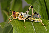 Desert locust (Schistocerca gregaria) hopper nymph on a maize leaf