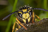 German Wasp (Vespula germanica) adult, close-up of head and antennae, Dorset, England, august