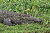 Marsh Crocodile (Crocodylus palustris) adult, resting, close-up of head, Bundala National Park, Sri Lanka, december