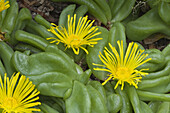 Tongue-leaf (Glottiphyllum depressum) flowering, Kirstenbosch National Botanical Garden, Cape Town, Western Cape, South Africa