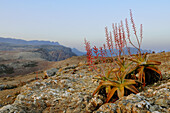 Perry’s Aloe (Aloe perryi) flowering, growing in desert mountain habitat, Socotra, Yemen, march