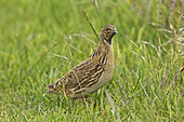 Common Quail (Coturnix coturnix) adult male, standing on set-a-side field in farmland, Warwickshire, England, june