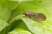 Caddisfly (Trichoptera sp) adult, resting on leaf, River Whiteadder, Berwickshire, Scottish Borders, Scotland, August