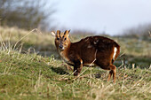 Chinese Muntjac (Muntiacus reevesi) introduced species, adult male, standing on grass, Warwickshire, England, February