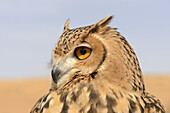 Pharaoh Eagle-owl (Bubo ascalaphus) adult, close-up of head, Dubai Desert Conservation Reserve, Al Maha, Dubai, United Arab Emirates, December