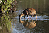 Chinese Muntjac (Muntiacus reevesi) introduced species, adult female, drinking, standing in shallow water near edge of lake at dawn, Suffolk, England, September