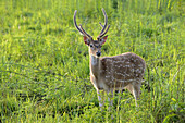 Spotted Deer (Axis axis) adult male, with antlers in velvet, standing in grassland at dawn, Jim Corbett National Park, Uttarkhand, India, May
