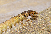 Marbled Sedge Caddisfly (Hydropsyche contubernalis) larva, close-up of head, thorax and first four abdominal segments, clambering over gravel, Sowerby, North Yorkshire, England, June (subject controlled in specialist photography tank before being returned