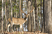 Spotted Deer (Axis axis) adult male, standing in forest, Pench National Park, Madhya Pradesh, India, April