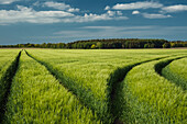 barley field, sky, tractor tracks, Bentstreek, Friedeburg, Landkreis Wittmund, Lower Saxony, Germany, Europe