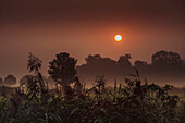 pasture, fog, dew, sunrise, Waddewarden, Wangerland, Friesland - district, Lower Saxony, Germany, Europe