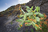 Barbary Fig (Opuntia ficus-indica) cactus flowering in volanic soil, La Palma Island, Spain