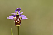 Woodcock Orchid (Ophrys scolopax) flowering, Massif des Maures, France