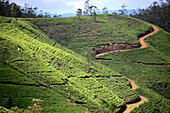Teeplantagen bei Nuwara Eliya, Bergland, Sri Lanka