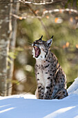 Europäischer Luchs im Schnee gähnt, Felis lynx; Lynx lynx; Nationalpark Bayerischer Wald; Bayern; Deutschland