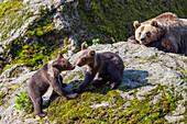 Brown Bear, mother with cubs, Ursus arctos, Bavarian Forest National Park, Bavaria, Lower Bavaria, Germany, Europe, captive