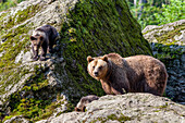 Brown Bear, mother with cubs, Ursus arctos, Bavarian Forest National Park, Bavaria, Lower Bavaria, Germany, Europe, captive