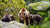 Brown Bear, mother with cubs, Ursus arctos, Bavarian Forest National Park, Bavaria, Lower Bavaria, Germany, Europe, captive