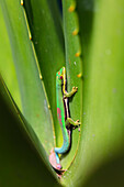 Taggecko, Phelsuma lineata bifasciata, Canal de Pangalanes, Ost-Madagaskar, Afrika