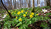 Yellow anemones in beech forest in spring, Anemone ranunculoides, Anemone nemorosa, Hainich National Park, Thuringia, Germany, Europe