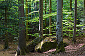 Mischwald, Fichten und Rotbuchen, Nationalpark Bayerischer Wald, Niederbayern, Deutschland