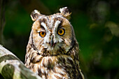 Long-eared Owl, Asio otus, Bavarian forest National Park, Bavaria, Germany, Europe