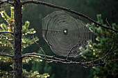 Spinnennetz mit Tautropfen zhwischen Kiefern, Bayern, Deutschland