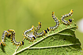 Larvae of Craesus septentrionalis in alarm position, Upper Bavaria, Germany, Europe