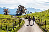 Frauen auf Wanderweg im Herbst, Eichen, Quercus robur, Herbststimmung, Voralpenland, Oberbayern, Deutschland, Europa
