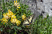 Schwalbenschwanz auf Alpen-Wundklee, Papilio machaon, Schweiz, Europa
