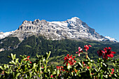 Blick von Grindelwald auf Eiger, Berner Oberland, Alpen, Schweiz, Europa